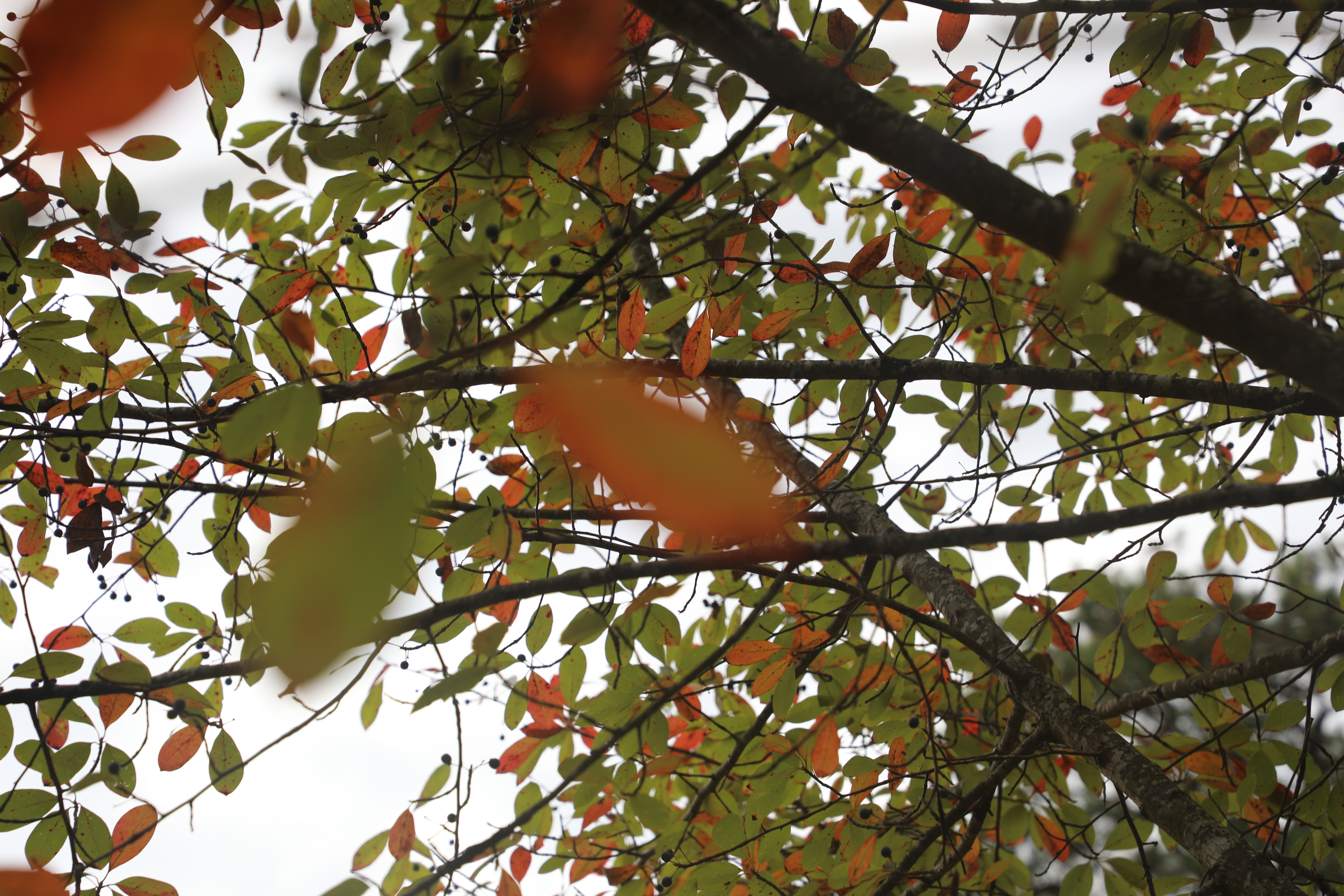 Fall at W&M