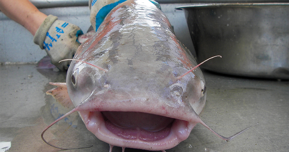 A blue catfish out of water on a boat.