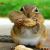 Squirrel Sofia