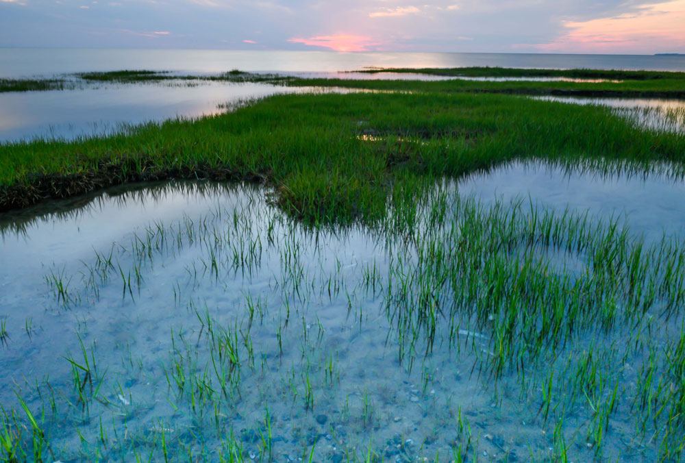 Coastal marsh at sunset with shallow tidal pools reflecting soft pink and blue sky tones, patches of green marsh grass rising from clear water, and a calm horizon stretching out to the sea.